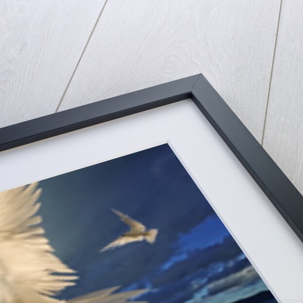 Fairy Tern at Cousine Island Beach by Anonymous