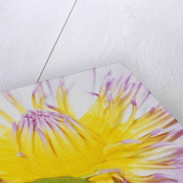 Eastern Dwarf Tree Frog on Blossoming Water Lily by Anonymous