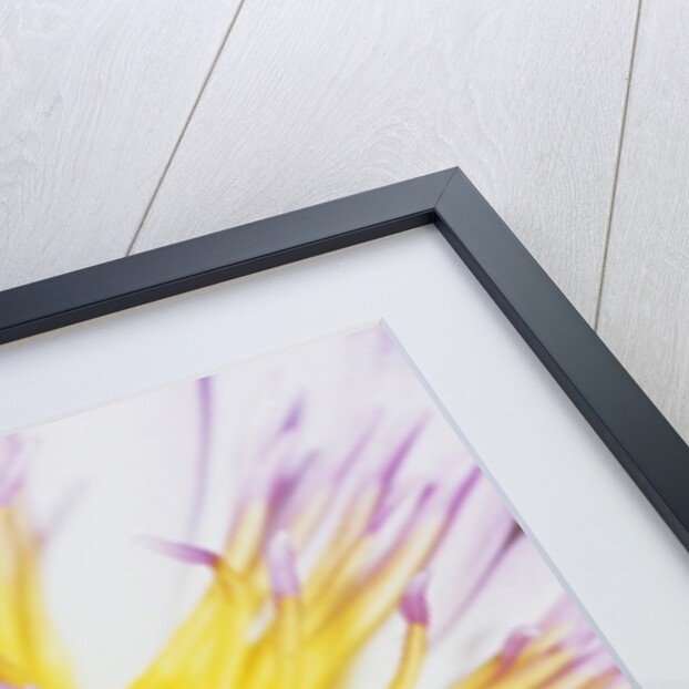 Eastern Dwarf Tree Frog on Blossoming Water Lily by Anonymous