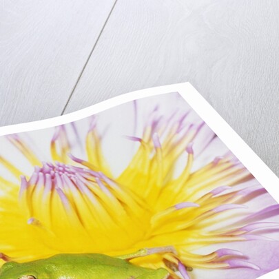 Eastern Dwarf Tree Frog on Blossoming Water Lily by Anonymous