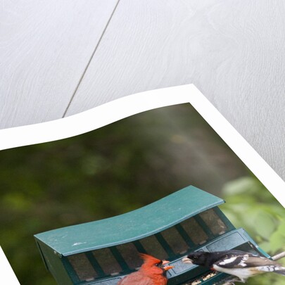 Cardinal and Rose-Breasted Grosbeak by Anonymous
