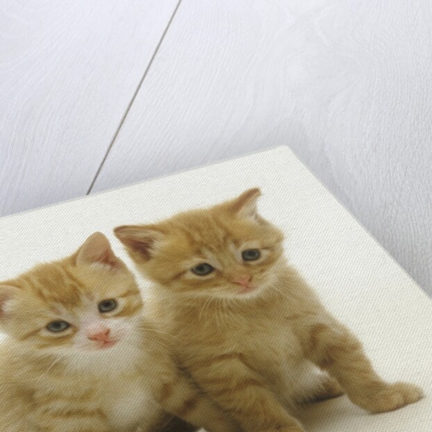 Six Week Old Yellow Kitten Siblings by Anonymous