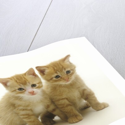 Six Week Old Yellow Kitten Siblings by Anonymous