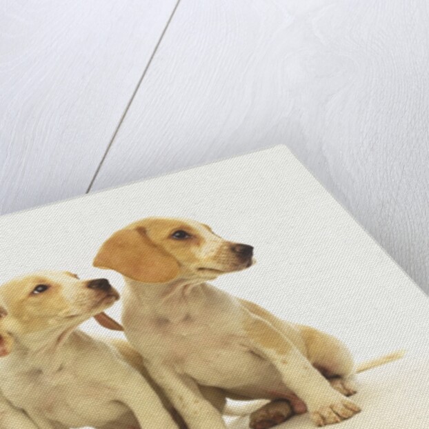 Beagle Puppies Looking Left by Anonymous