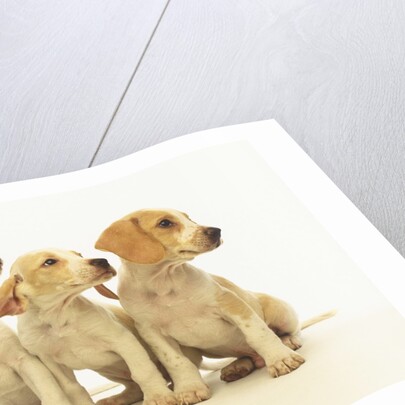 Beagle Puppies Looking Left by Anonymous