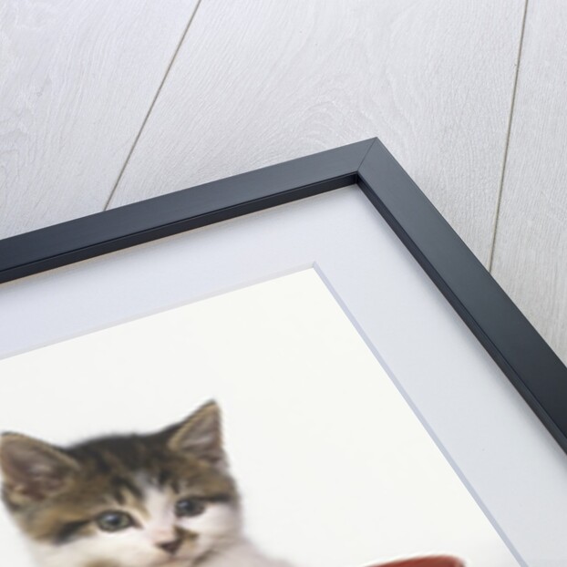 Kittens in Flower Pots by Anonymous