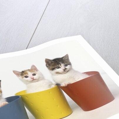 Kittens in Flower Pots by Anonymous