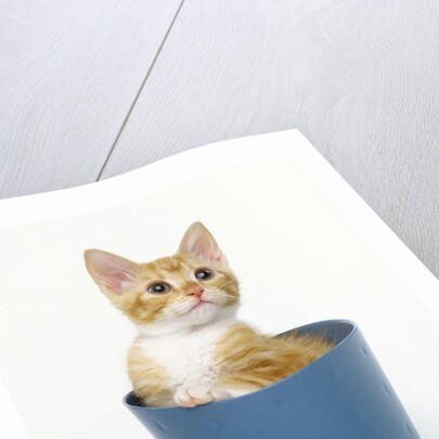 Orange and White Kitten in Flower Pot by Anonymous