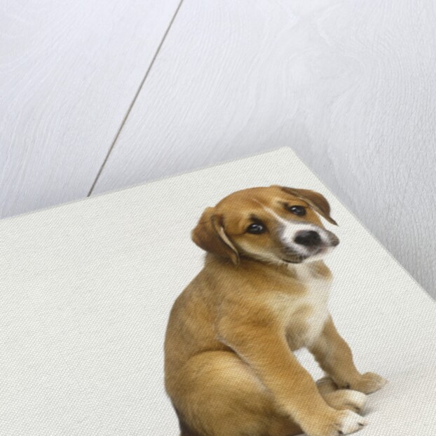 Puppy Sitting Down by Anonymous