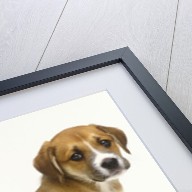 Puppy Sitting Down by Anonymous