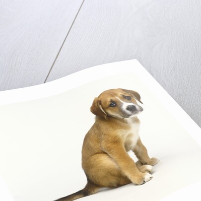 Puppy Sitting Down by Anonymous