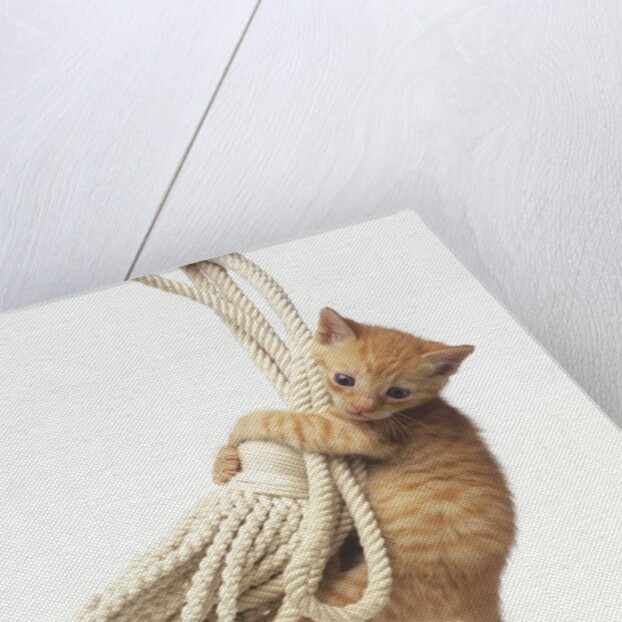 Orange Kitten Hanging from Tassel by Anonymous
