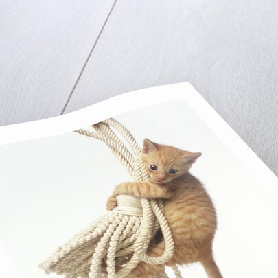 Orange Kitten Hanging from Tassel by Anonymous