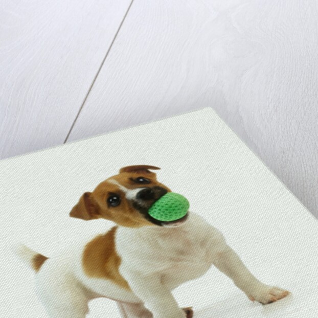 Jack Russell Terrier with Ball by Anonymous
