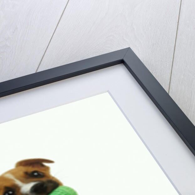 Jack Russell Terrier with Ball by Anonymous