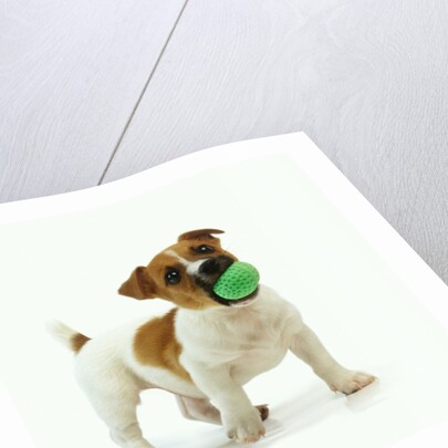 Jack Russell Terrier with Ball by Anonymous
