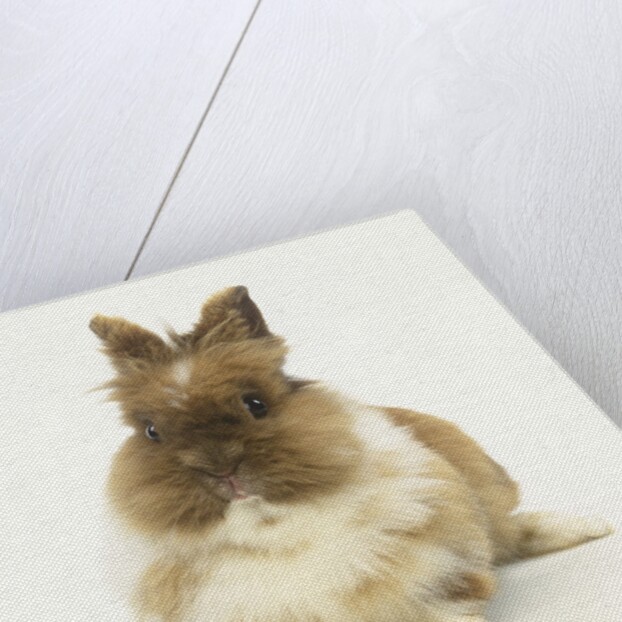 Brown and White Rabbit by Anonymous