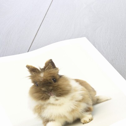 Brown and White Rabbit by Anonymous