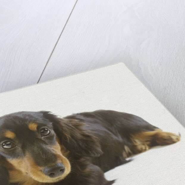 Long-Haired Dachshund Puppy by Anonymous