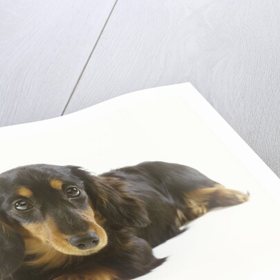 Long-Haired Dachshund Puppy by Anonymous