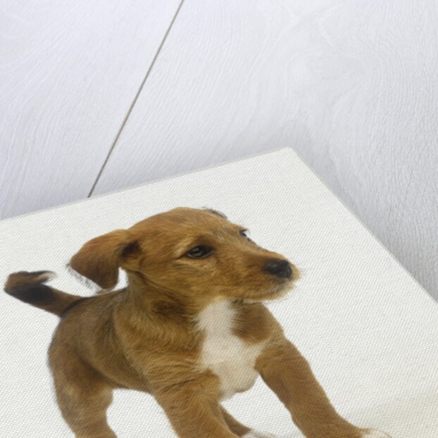 Brown and White Puppy by Anonymous
