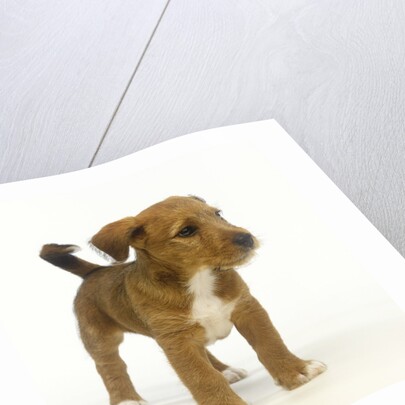 Brown and White Puppy by Anonymous