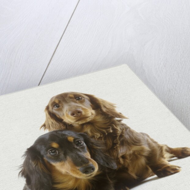 Long-Haired Dachshund Puppies by Anonymous