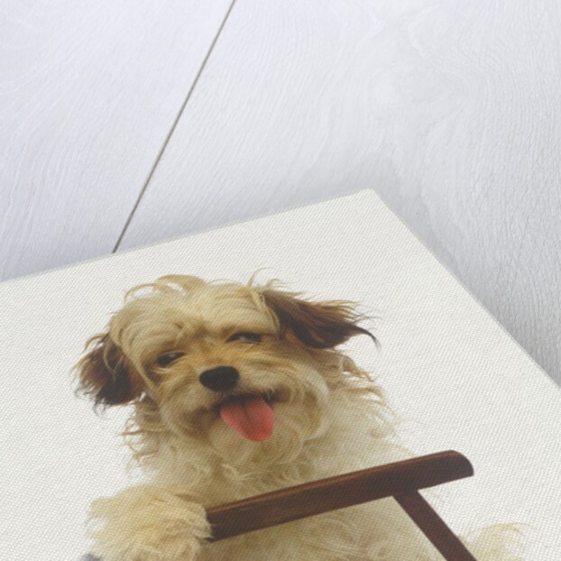 Puppy on Chair by Anonymous