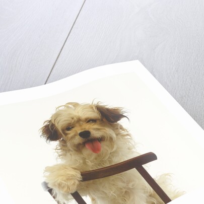 Puppy on Chair by Anonymous