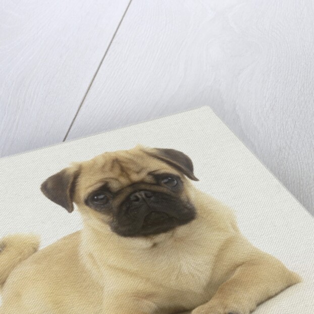 Pug Puppy by Anonymous