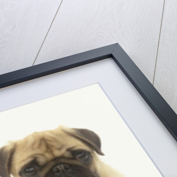 Pug Puppy by Anonymous