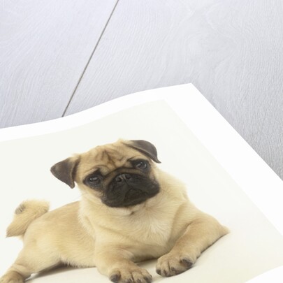 Pug Puppy by Anonymous