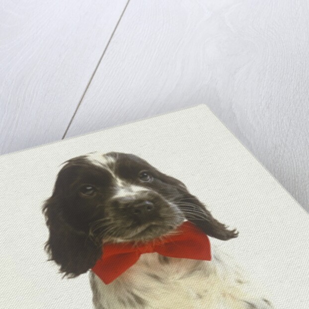 Black and White Springer Spaniel Puppy with Bow Tie by Anonymous