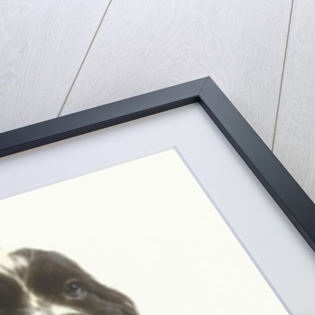 Black and White Springer Spaniel Puppy with Bow Tie by Anonymous