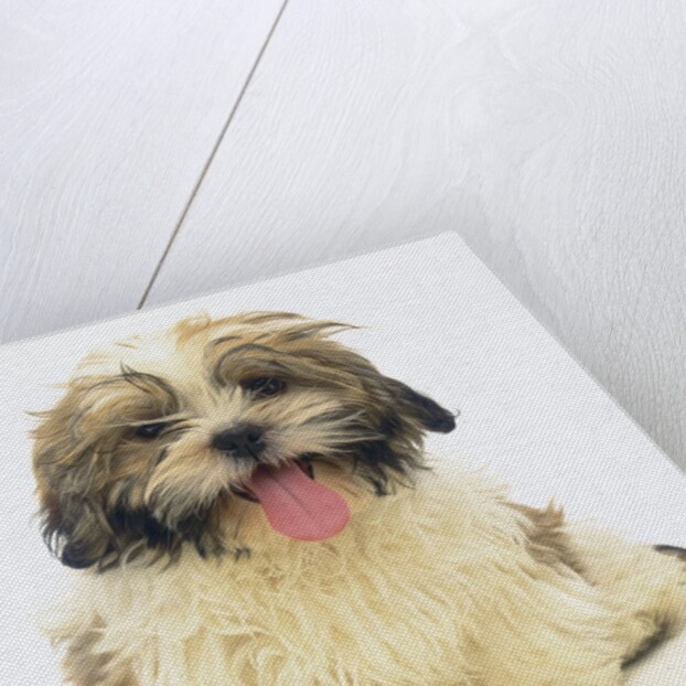 Shih Tzu Puppy Panting by Anonymous