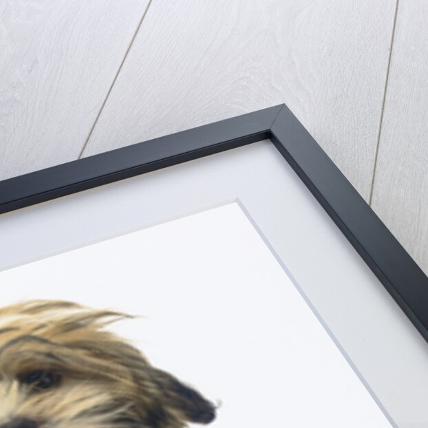 Shih Tzu Puppy Panting by Anonymous