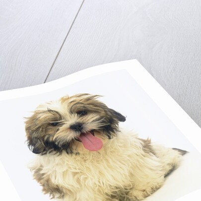 Shih Tzu Puppy Panting by Anonymous