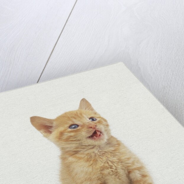 Orange Kitten Meowing by Anonymous