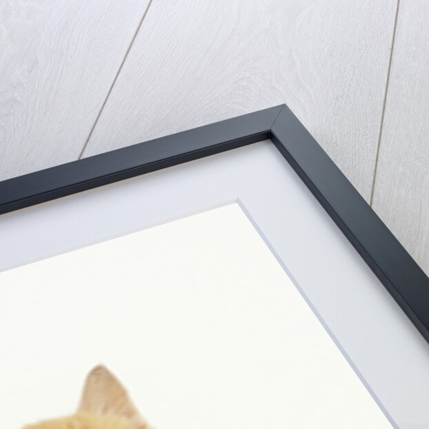 Orange Kitten Meowing by Anonymous