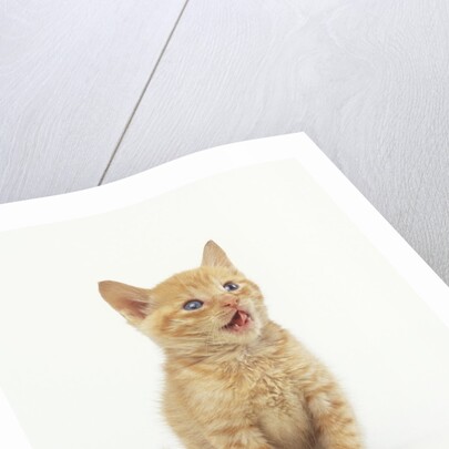 Orange Kitten Meowing by Anonymous