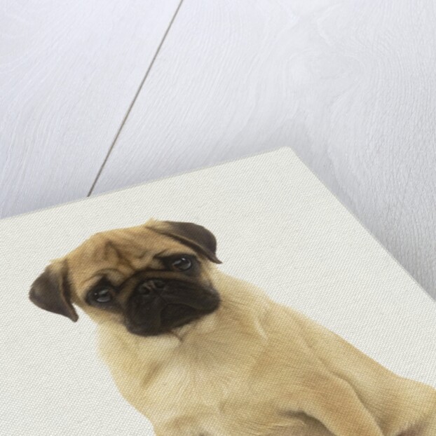 Pug Puppy by Anonymous