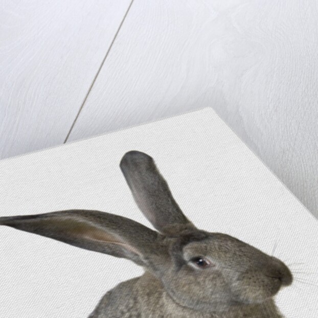 Gray Rabbit by Anonymous