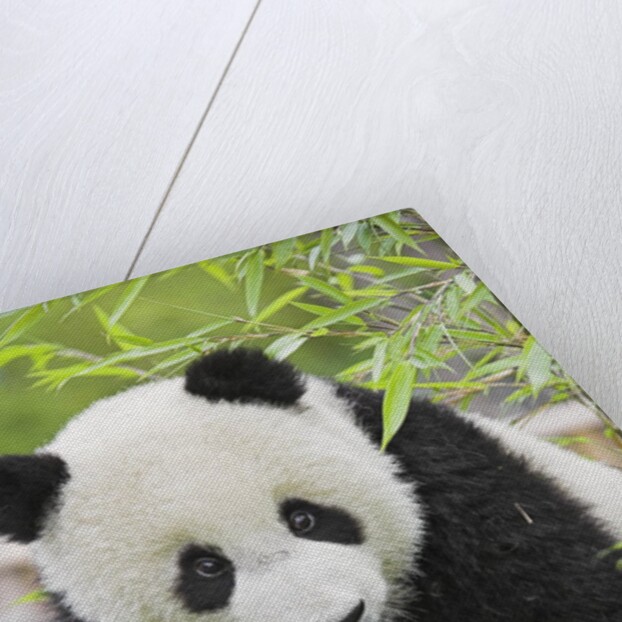 Baby Giant Panda by Anonymous