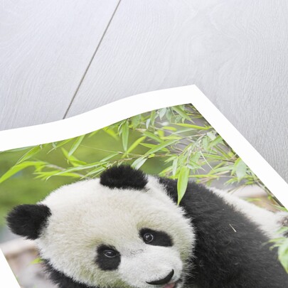 Baby Giant Panda by Anonymous