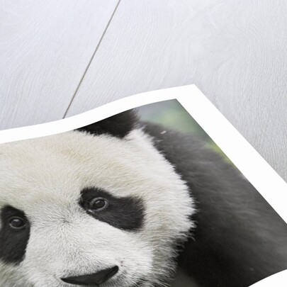 Baby Giant Pandas by Anonymous