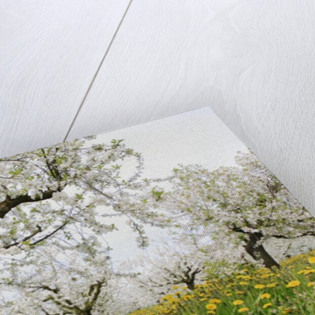 Cherry Trees and Dandelions in Bloom by Anonymous