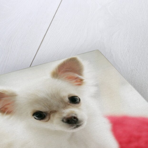 Chihuahua Sitting on Red Cushion by Anonymous