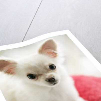 Chihuahua Sitting on Red Cushion by Anonymous