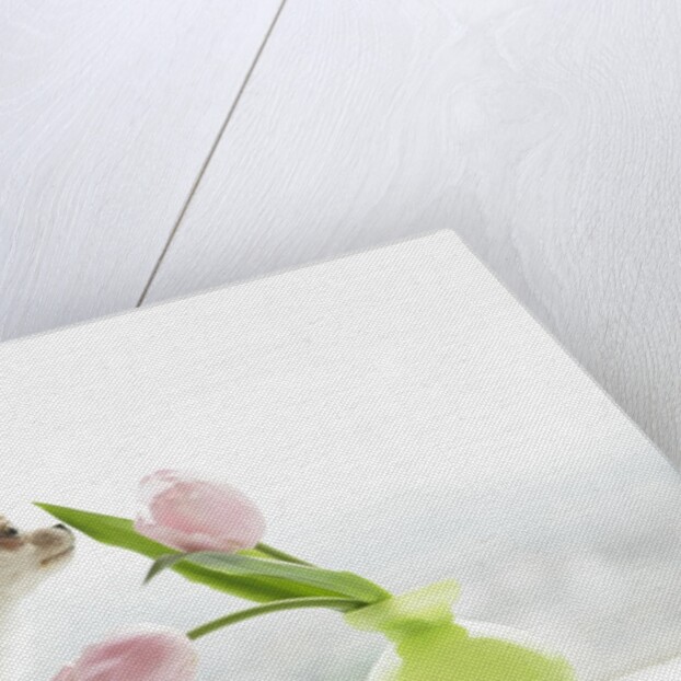 Chihuahua Smelling Flowers in Vase by Anonymous