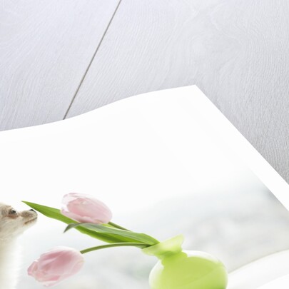 Chihuahua Smelling Flowers in Vase by Anonymous